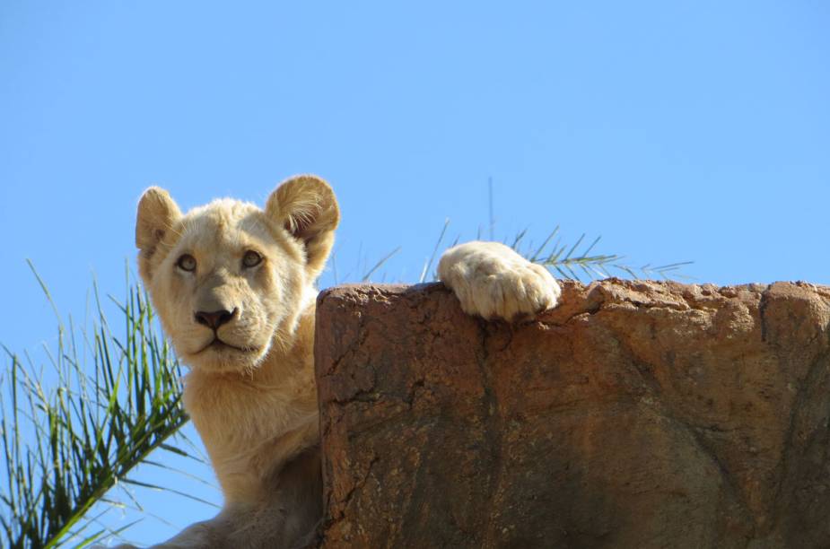 Lion Park