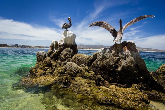 Pelicanos em Cabo San Lucas Pelicanos em Cabo San Lucas