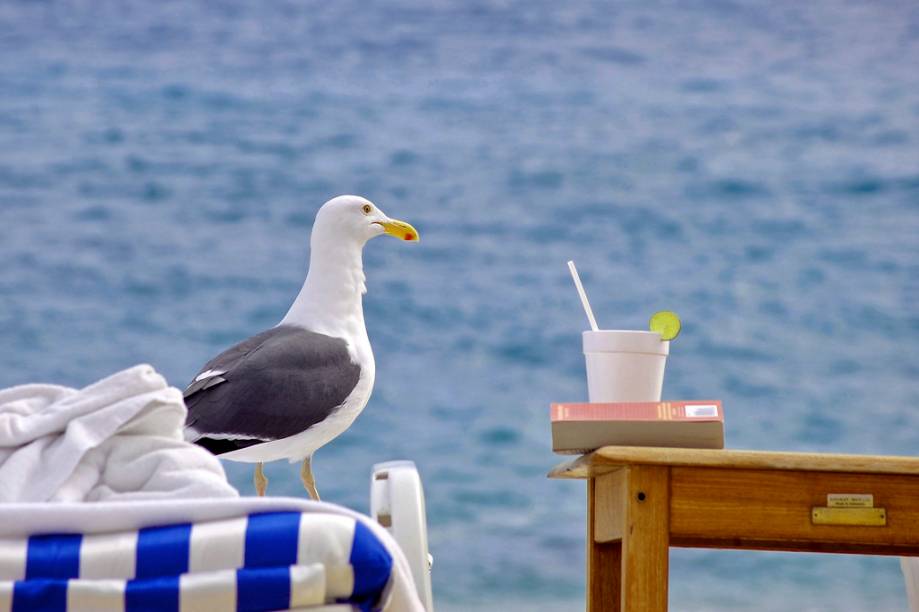 Gaivota em resort de Cabo San Lucas
