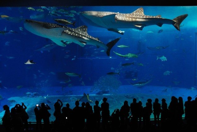 <strong>Okinawa Churaumi Aquarium, Japão</strong>Um tanque gigantesco chamado de Kuroshio Sea Tank é a principal atração do Okinawa Churaumi Aquarium. <a href="https://viajeaqui.abril.com.br/materias/fotos-dos-maiores-animais-do-planeta" rel="Tubarões-baleia" target="_self">Tubarões-baleia</a>, os maiores peixes do mundo, dividem o espaço com raias e passam como se estivessem flutuando bem diante de seus olhos