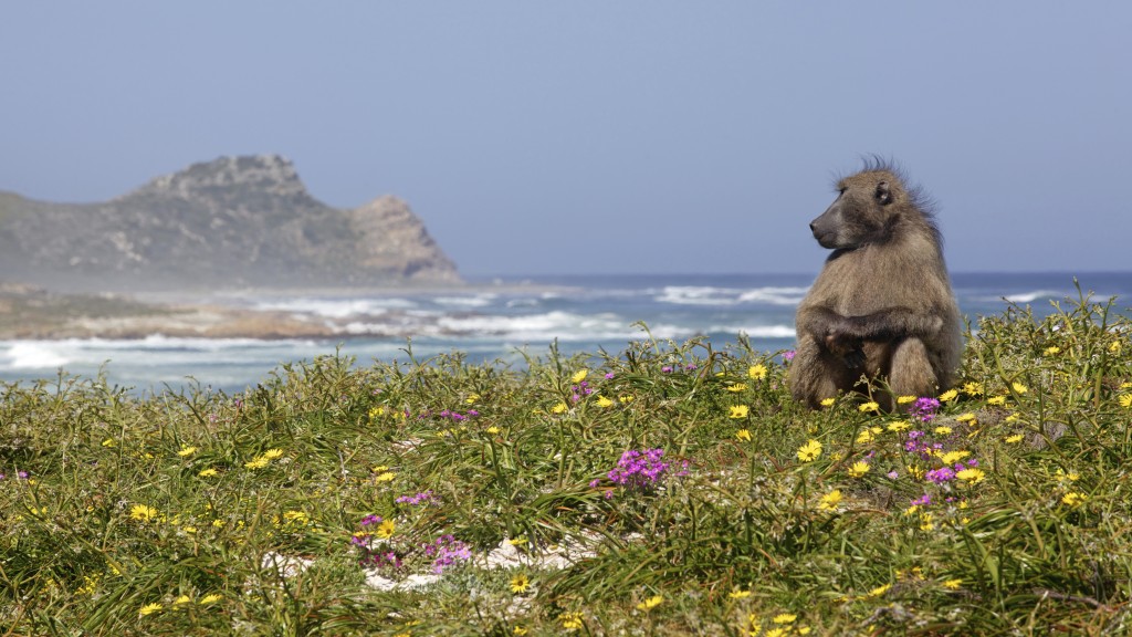 Eles são os donos da praia (foto: iStock)