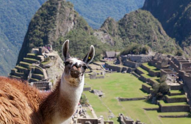 Lhama posa para foto em uma das paisagens mais clicadas de Machu Picchu Lhama posa para foto em uma das paisagens mais clicadas de Machu Picchu