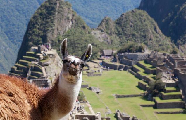 Lhama posa para foto em uma das paisagens mais clicadas de Machu Picchu