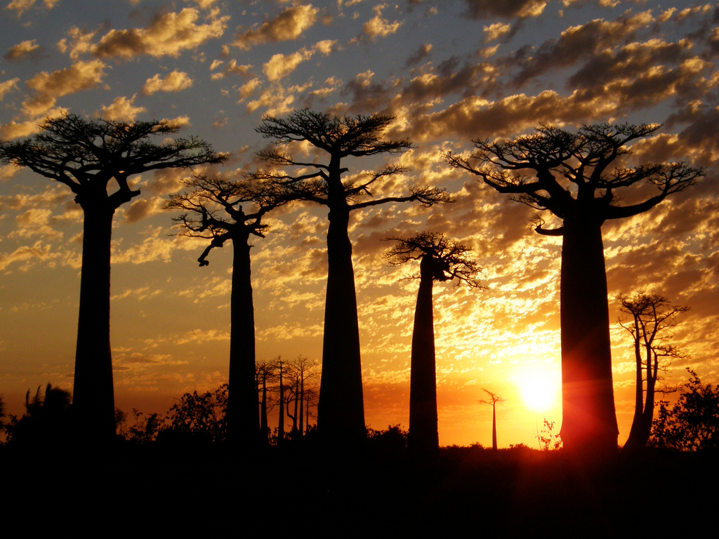 Baobás em Madagascar