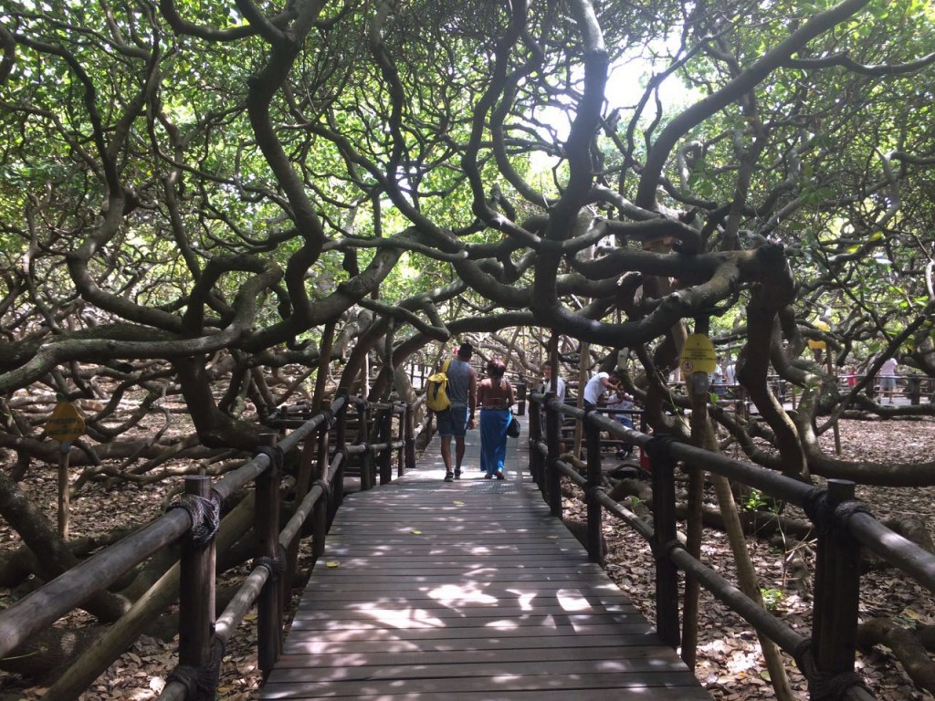 Ana aproveitou a calmaria para visitar um dos seres mais calmos do Rio Grande do Norte: o maior cajueiro do mundo (foto: Ana Claudia Crispim)