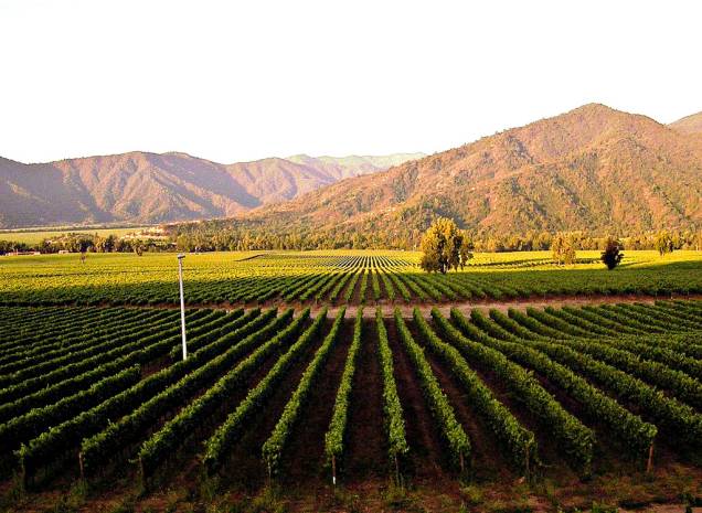 Vinhedos no Valle de Casablanca, Chile Vinhedos no Valle de Casablanca, Chile