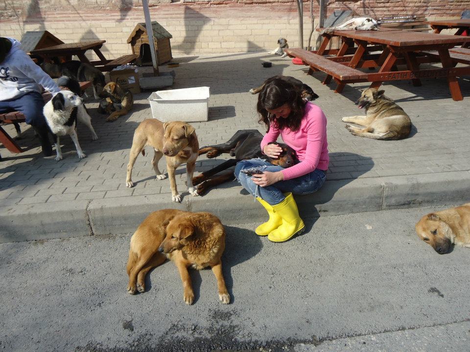 Mariana cuida de cães em Istambul, na Turquia