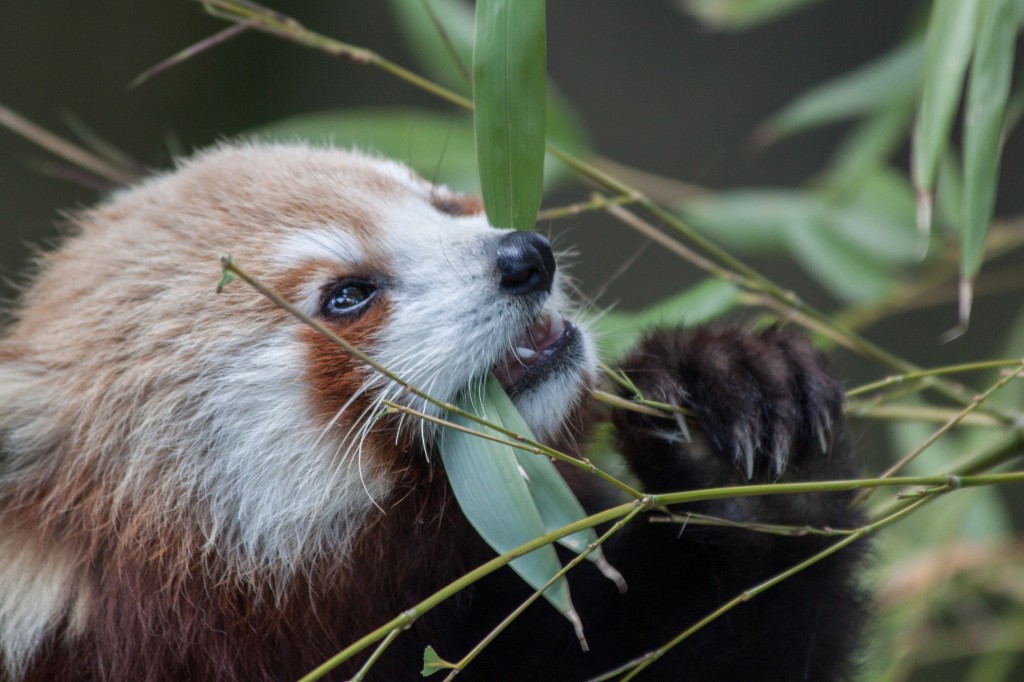 Panda vermelho no Menagerie (Foto: Tim Sackton/Flickr/Creative commons)