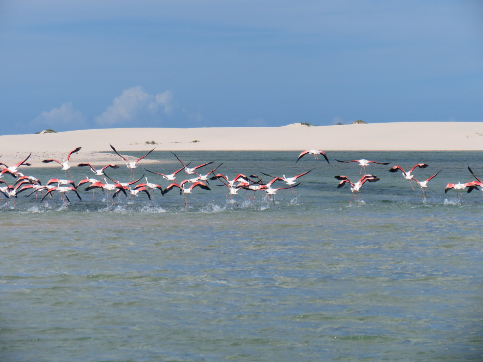 Revoada de flamingos no arquipélago de Bazaruto