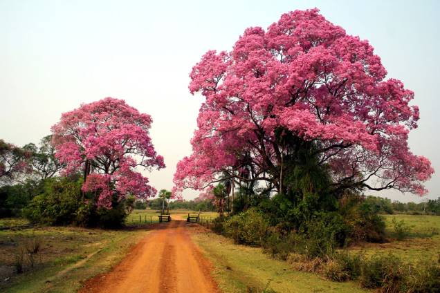No final de julho ou no começo de agosto acontece um dos eventos mais marcantes do Pantanal (MT e MS). A floração das piúvas, tinge a planície de rosa, e deixa o lugar ainda mais belo
