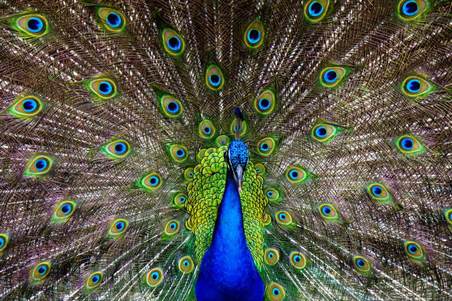 Pavão no Ardastra Gardens and Zoo – uma das atrações da capital da ilhota caribenha Pavão no Ardastra Gardens and Zoo – uma das atrações da capital da ilhota caribenha