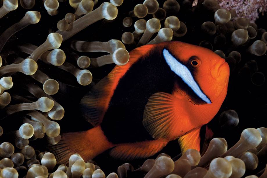 Uma anêmona hospeda muitos peixes, mas só um par reprodutor por vez. A anêmona de pontas bulbosas é a que abriga o maior número de espécies de palhaço: 14. Nela, um <em>Amphiprion frenatus</em> passeia entre tentáculos coloridos por algas, um sinal de saúde