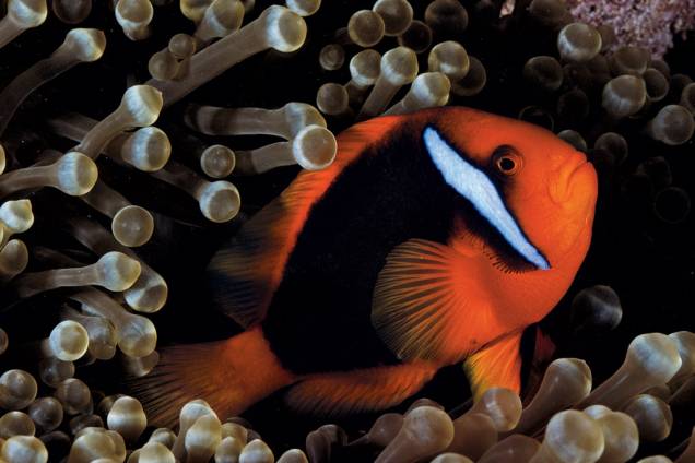 Uma anêmona hospeda muitos peixes, mas só um par reprodutor por vez. A anêmona de pontas bulbosas é a que abriga o maior número de espécies de palhaço: 14. Nela, um <em>Amphiprion frenatus</em> passeia entre tentáculos coloridos por algas, um sinal de saúde Uma anêmona hospeda muitos peixes, mas só um par reprodutor por vez. A anêmona de pontas bulbosas é a que abriga o maior número de espécies de palhaço: 14. Nela, um <em>Amphiprion frenatus</em> passeia entre tentáculos coloridos por algas, um sinal de saúde