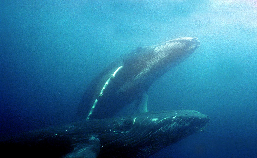 O boto-cinza é um pequeno cetáceo tipicamente costeiro / Dedoc Abril