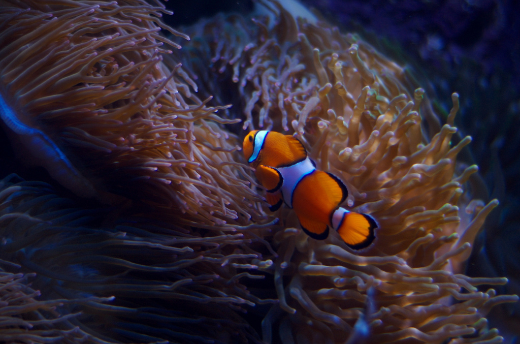 Oceanário de Lisboa, Portugal