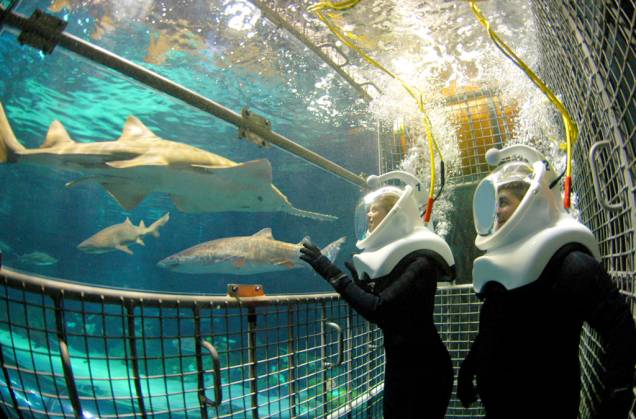 Na atração Sharks Deep Dive, do SeaWorld, os visitantes usam um capacete Sea Trek, para contato com tubarões