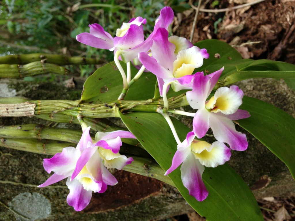 Orquídea caída pela trilha / Divulgação