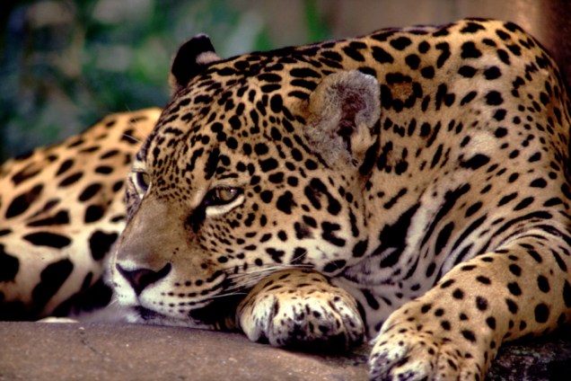 Apesar de ser a terra da onça-pintada, é raro ver uma no Pantanal. Ariscas, elas ficam escondidas na mata Apesar de ser a terra da onça-pintada, é raro ver uma no Pantanal. Ariscas, elas ficam escondidas na mata