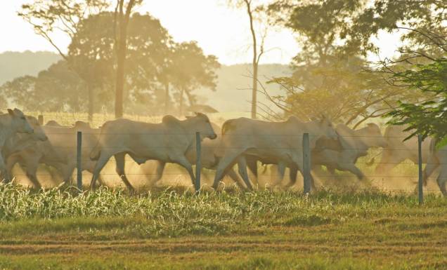 A criação de gado é a principal atividade econômica do Pantanal