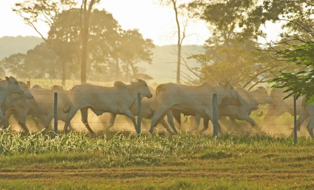 A criação de gado é a principal atividade econômica do Pantanal A criação de gado é a principal atividade econômica do Pantanal