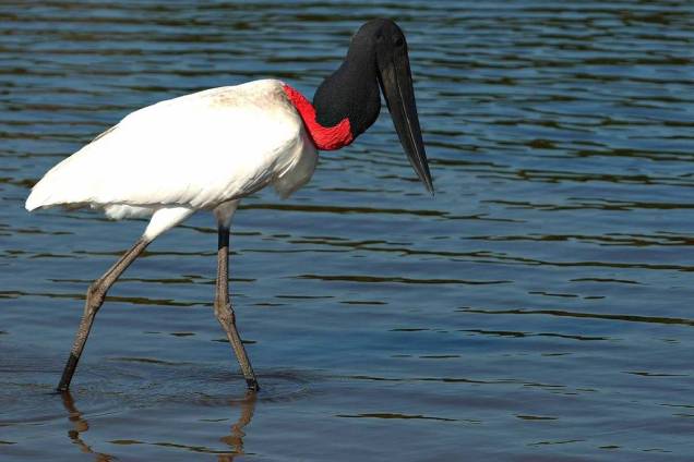 Os tuiuiús são o símbolo do Pantanal, mas há mais de 650 espécies catalogadas, o que torna a região um dos melhores pontos do planeta para a observação de aves. Alguns hotéis tem estrutura para grupos de birdwatchers, como o Refúgio Ecológico Caiman, em Miranda (MS) e a Araras Eco Lodge, e Poconé (MT)