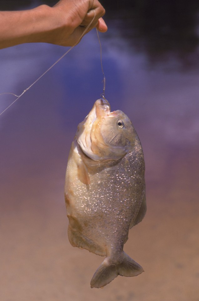 As espécies preferidas dos pescadores são o dourado, os pacus e os peixes de couro. Os menos experientes se divertem com piranhas, piraputangas e piaus Piranha do Pantanal