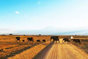 Parque-Amboseli-Quenia