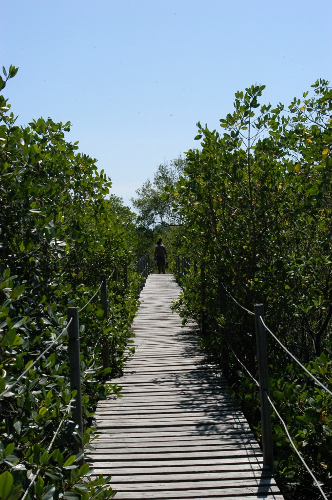 Passarela sobre o mangue no Parque Estadual da Ilha do Cardoso / Rogerio Palatta