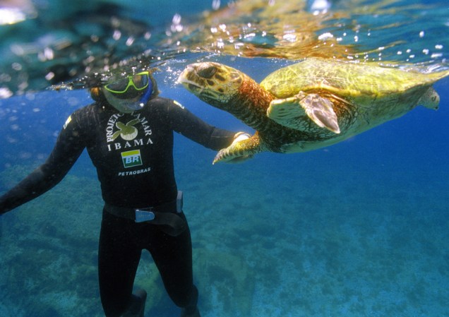 Há mais de 30 anos o Projeto Tamar monitora e protege as tartarugas marinhas no litoral brasileiro. A principal sede do projeto está na Praia do Forte, na Bahia, e pode ser visitada