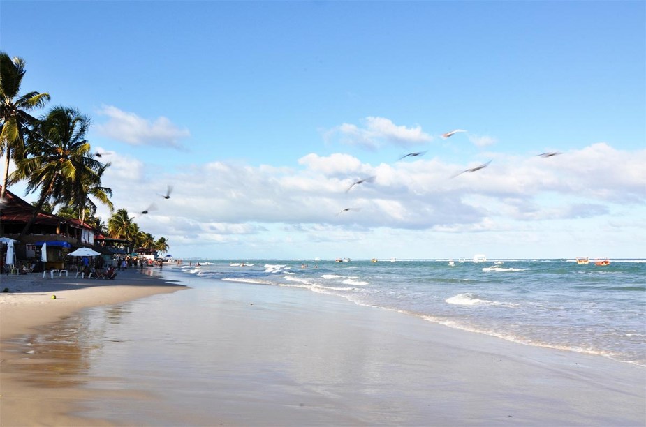 Aves passeiam pela Praia do Francês, perto de Maceió (AL)