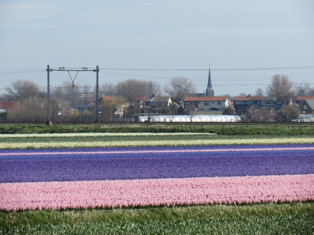 Primavera_Holanda - 1 (1)