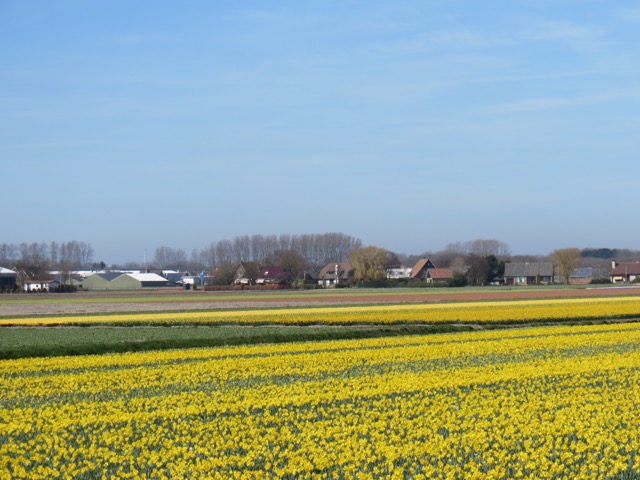 Primavera_Holanda - 2