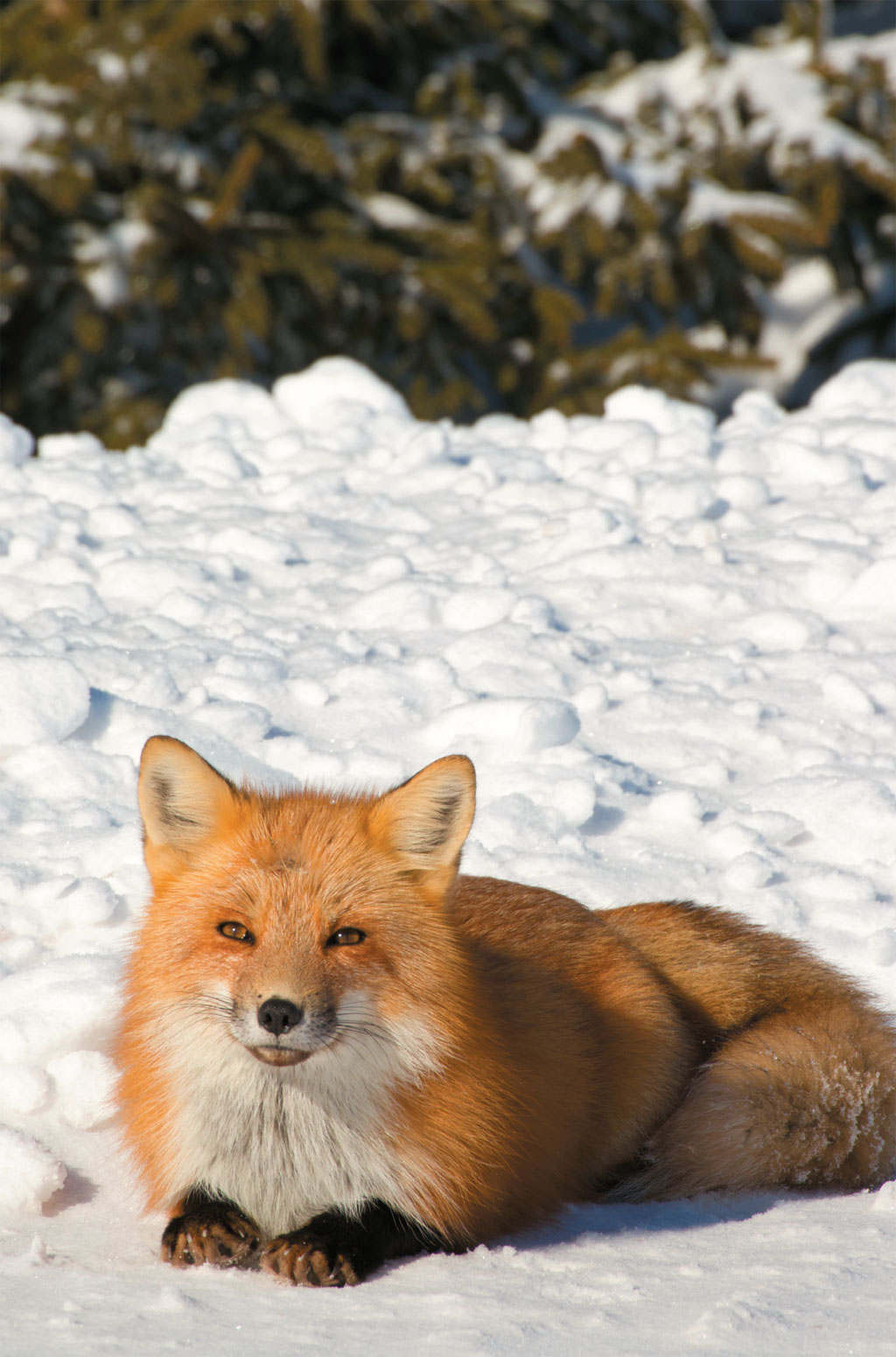 Raposa no Prince Edward Island National Park, no Canad&aacute;