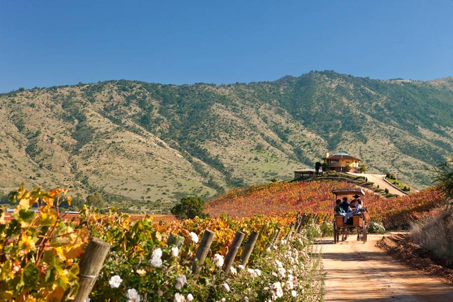Videiras centenárias e fazendas encantadoras formam a paisagem do Valle de Colchagua. Localizado ao sul da capital chilena, o vale é uma das zonas agrícolas mais promissoras do país