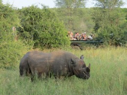 Safári no Kruger Park- tudo o que você precisa saber antes de ir