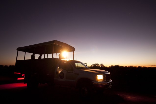 A focagem é a melhor oportunidade para observar os animais de hábitos noturnos no Pantanal. Cada parada do caminhão é uma surpresa! Pode ser um lobinho, uma coruja, um tamanduá ou, quem sabe, até uma onça-pintada A focagem é a melhor oportunidade para observar os animais de hábitos noturnos no Pantanal. Cada parada do caminhão é uma surpresa! Pode ser um lobinho, uma coruja, um tamanduá ou, quem sabe, até uma onça-pintada