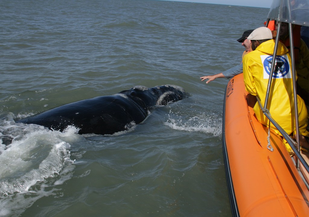Observação de baleias-francas, Garopaba (SC)