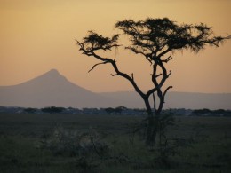 Serengeti X Kruger- um duelo entre os parques nacionais mais famosos da África