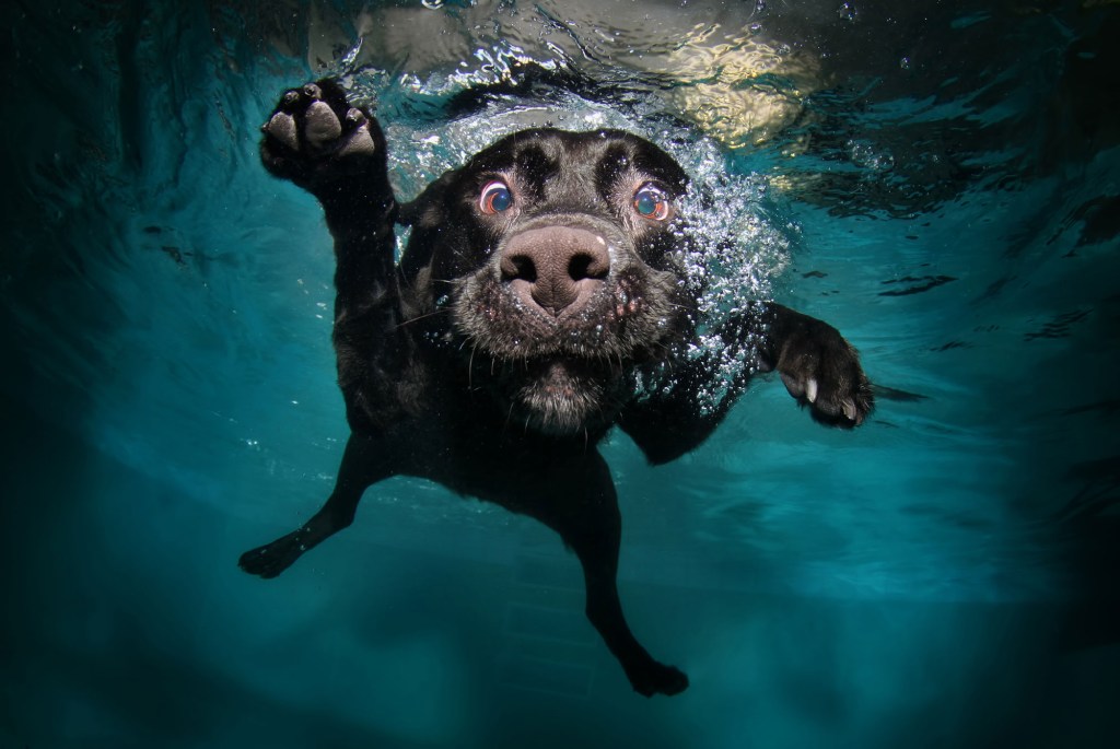 Cão debaixo d'água, Mostra praCachorro, Seth Casteel, Matilha Cultural, São Paulo