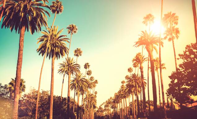 As icônicas palmeiras do Sunset Boulevard, a via que é o símbolo de Los Angeles As icônicas palmeiras do Sunset Boulevard, a via que é o símbolo de Los Angeles