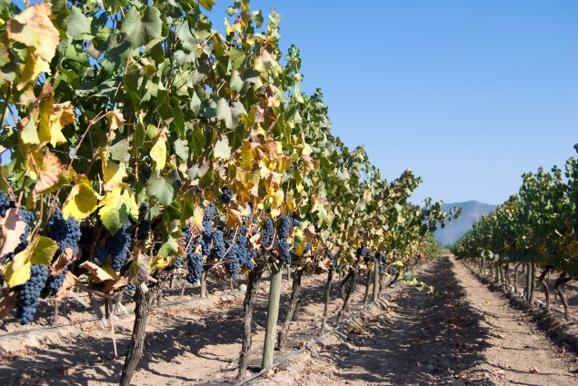Nos arredores de Santiago, às margens do rio de mesmo nome, o Valle del Maipo abriga o maior número de vinícolas do Chile