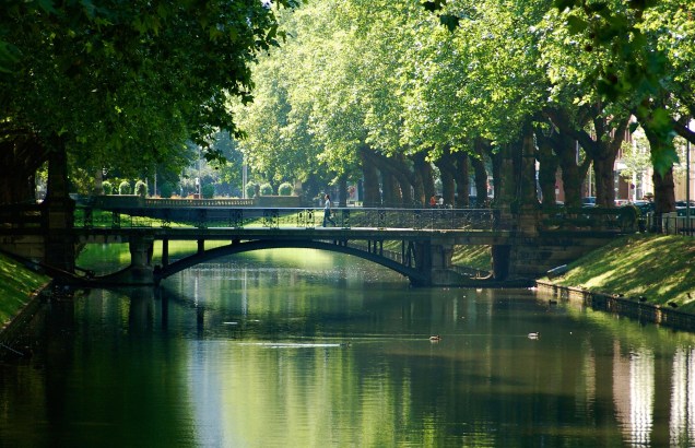 À beira do rio Reno, as árvores de Düsseldorf ficam irresistíveis para um clique no verão