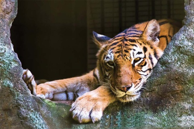 Tigre do itatibense Zooparque / Foto Ricardo Rollo