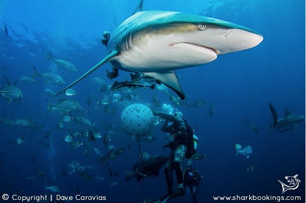 O tubarão em primeiro plano e a "bola" de isca ao fundo (foto reproduzida do site sharkbookings.com)