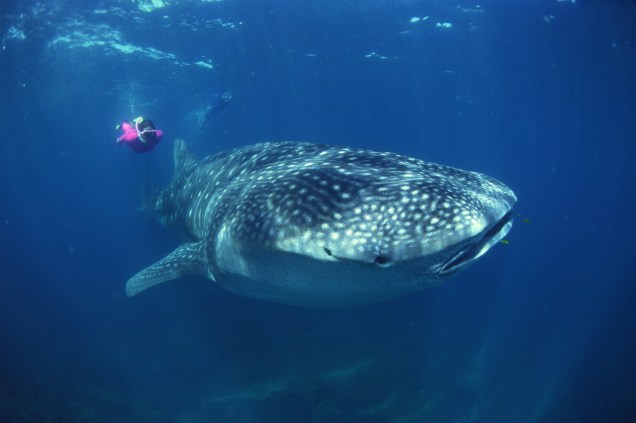 O mergulho com tubarão-baleia é uma das atividades mais intensas de Cancún
