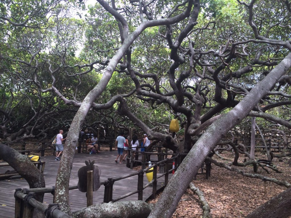 Turistas curtem a sombra do maior cajueiro do mundo em Pirangi do Norte (foto: Ana Claudia Crispim)
