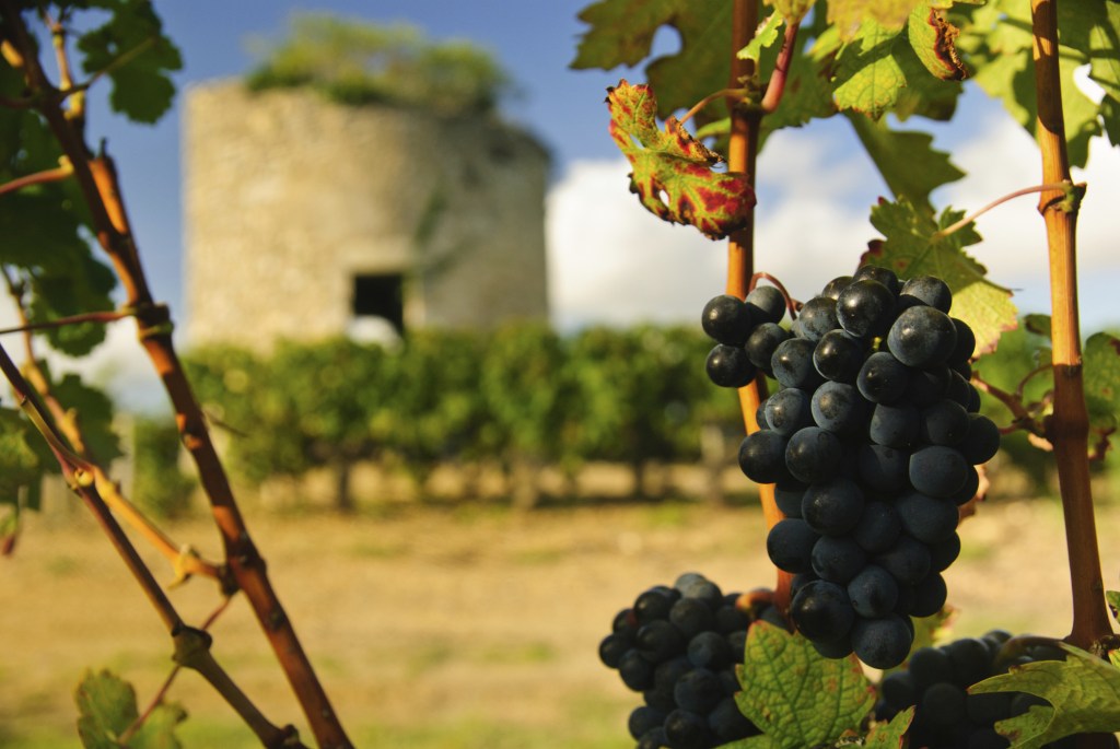 Uvas e torre medieval nos vinhedos em Medoc, Bordeaux, França