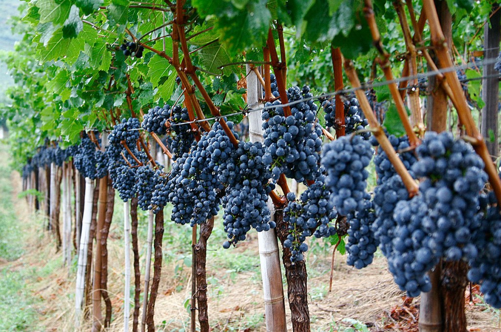 Uvas na vinícola Casa Valduga, em Bento Gonçalves (foto: divulgação)