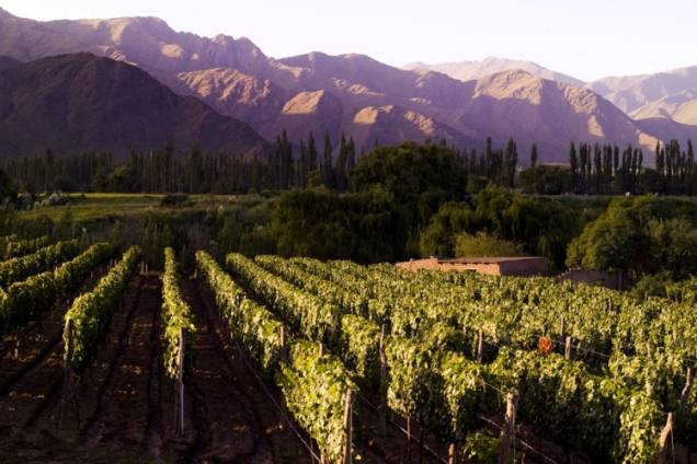 Toda a província de Salta possui amplos vinhedos, muitos dos quais podem ser visitados