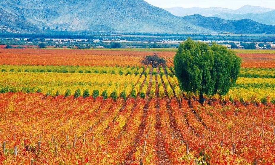 Na Viña Caliterra, é possível provar do delicioso rótulo Cenit, considerado como o mais emblemático da marca. O sabor encorpado compete com vinhos chilenos mais sofisticados, a preços mais acessíveis